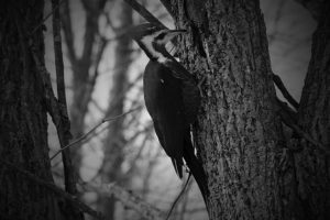 Best Woodpecker Deterrent - Repellents to Keep Them Away